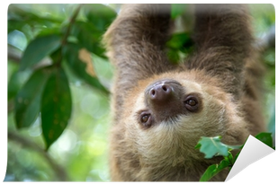 Two Toed Sloth Mugs (400x400), Png Download