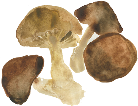 Mushrooms-sm - Russula Integra (462x356), Png Download