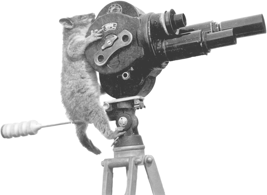 Film School - Animal With Video Camera (900x655), Png Download