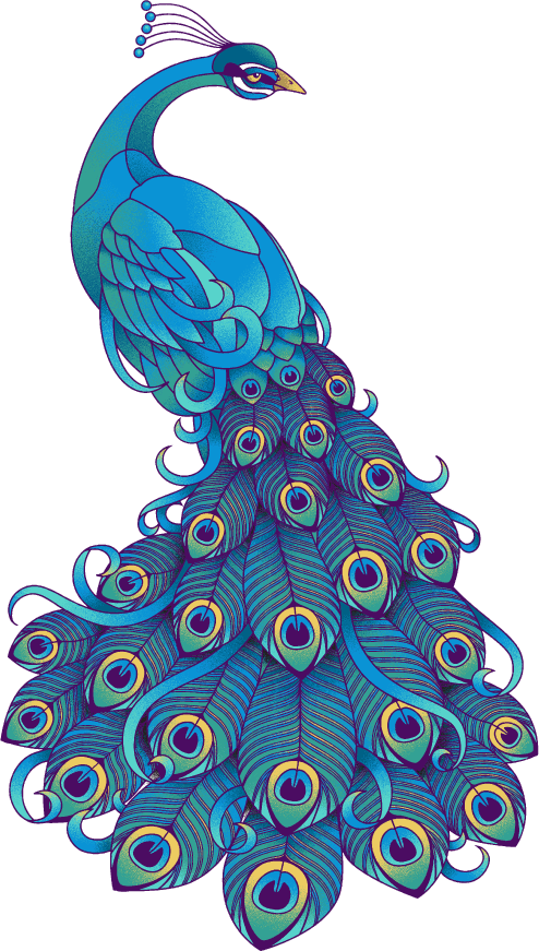 Peacock - Peacock Clipart (494x871), Png Download