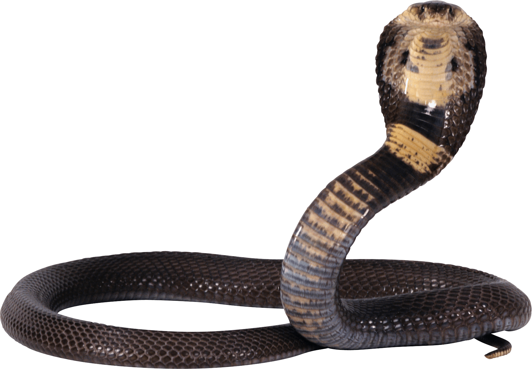 Black And Yellow Snake Png Image - Snake Png (1810x1255), Png Download