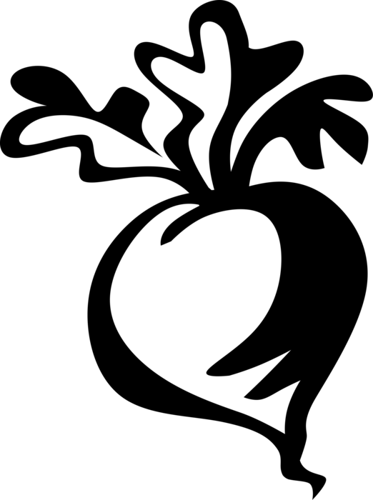 Vegetables Image Illustration Of Clip Art Transparent - Radish Vector Png (522x700), Png Download