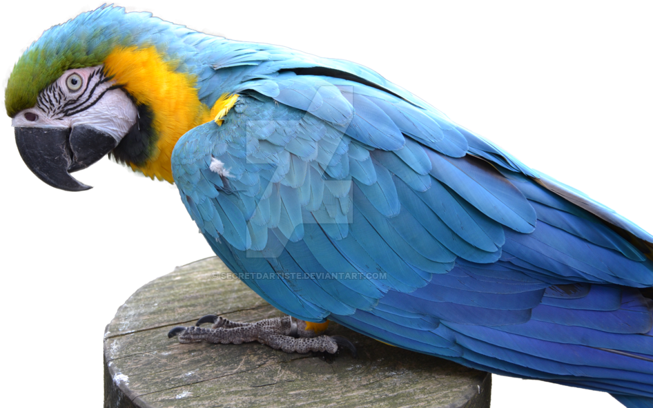 Blue Parrot Png Pic - Blue And Yellow Macaw Png (1024x683), Png Download