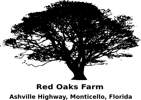 Oak Vector - Africa Tree Clip Art (600x426), Png Download