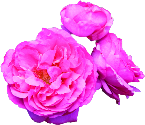 Pink Rose Png Multi Transparent Botany - Transparent Overlay Flower (500x428), Png Download