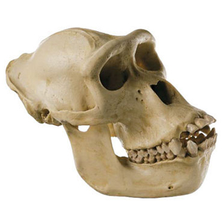 Gorilla Skull Png - Traps Are Not Gay (450x450), Png Download