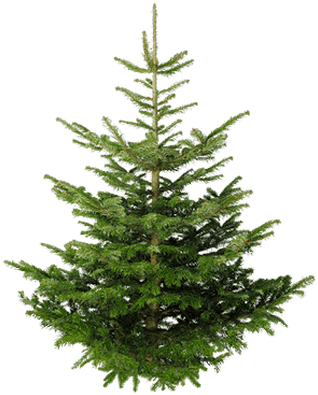 Isolated Fir Tree - Christmas Tree Without Ornaments Greeting Card (400x400), Png Download
