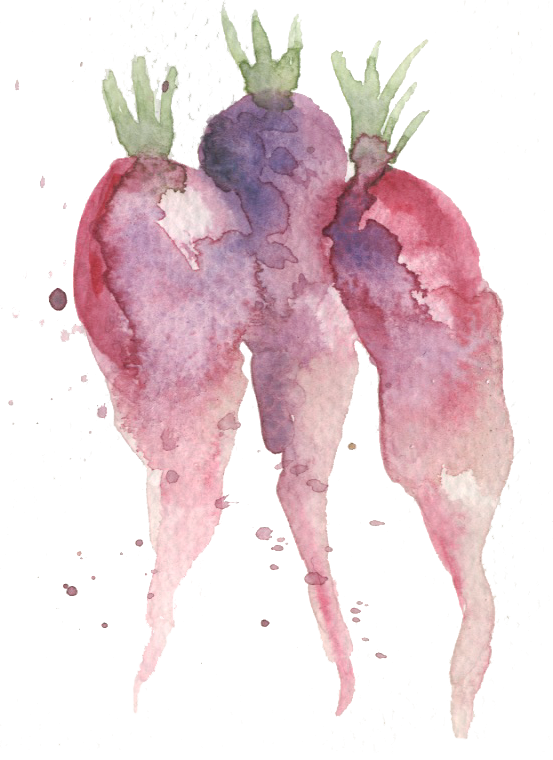 Beetroot (553x760), Png Download