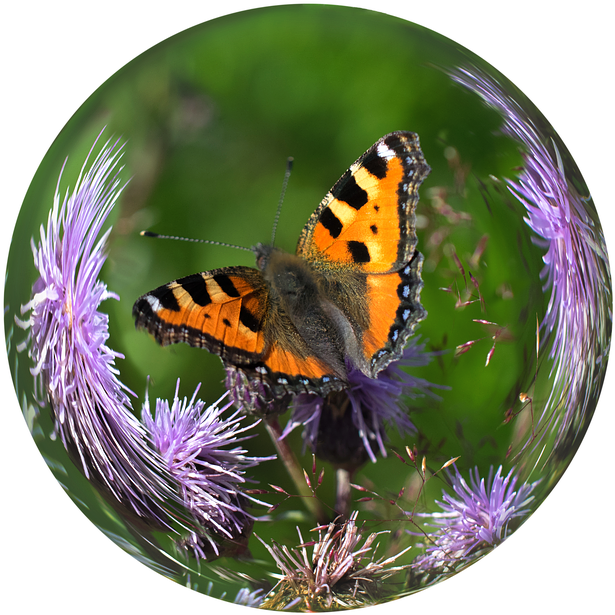 Glass Ball, Ball, Butterfly, Tortoiseshell, Thistle - Butterfly In Glass Boll (720x720), Png Download