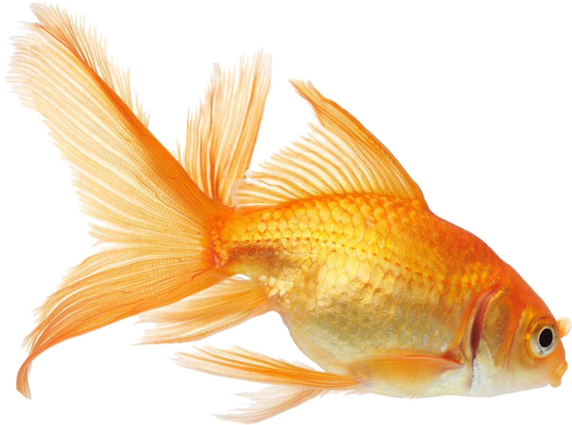 Goldfish Vector (2953x2953), Png Download