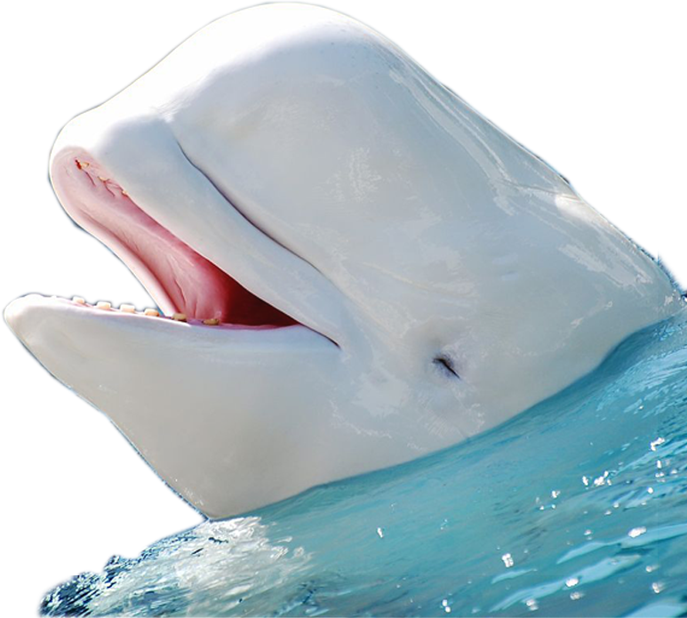 Beluga Whale Edited By K Abdelhamid - Beluga Whale Clear Background (773x695), Png Download