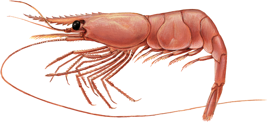 Coldwater Prawn - Pandalus Borealis (761x349), Png Download