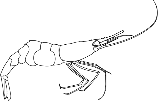 Outline Of Shrimp - Shrimp (600x387), Png Download