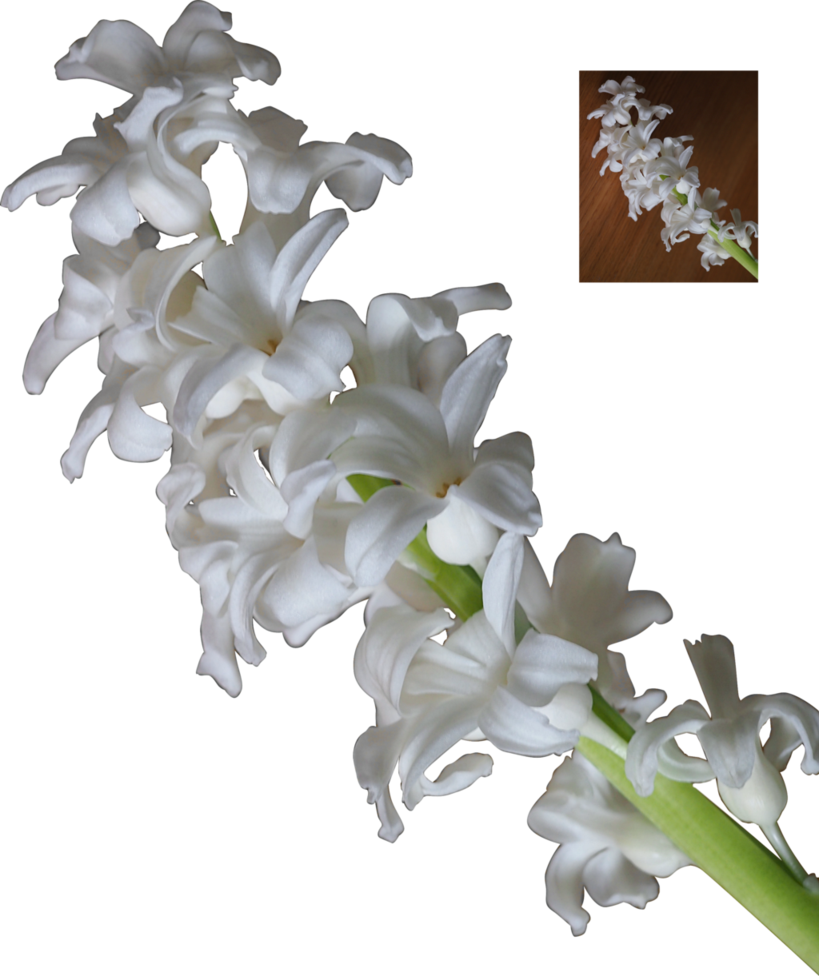 White Hyacinth Flower Blossoms Png By Nexu - White Hyacinth Png (819x976), Png Download