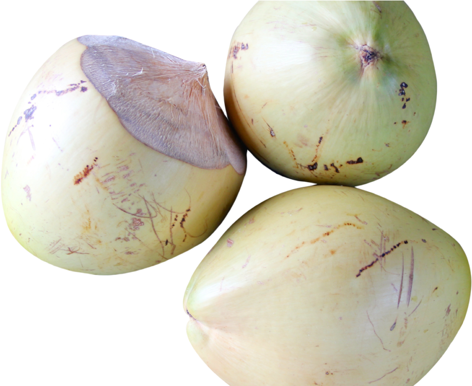 Top View Of Coconut Png Image - Portable Network Graphics (1024x768), Png Download