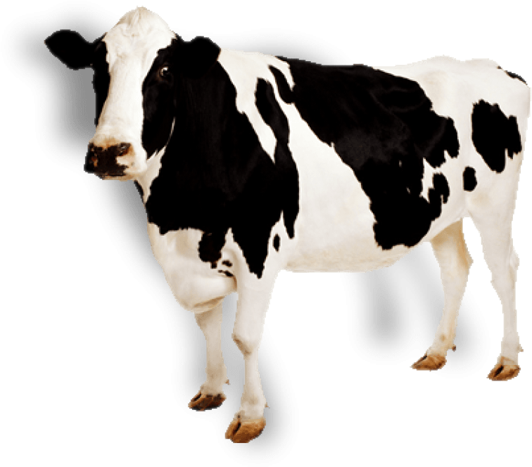 Free Png Cow Png Images Transparent - Cow Transparent (850x742), Png Download