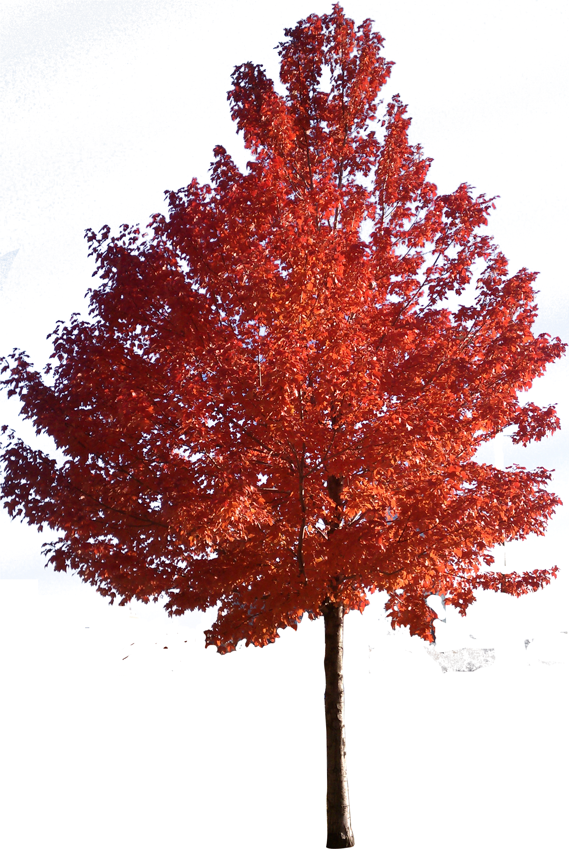 Red Maple Japanese Maple Sugar Maple Tree Clip Art Red Maple Tree Png Full Size Png Download Seekpng