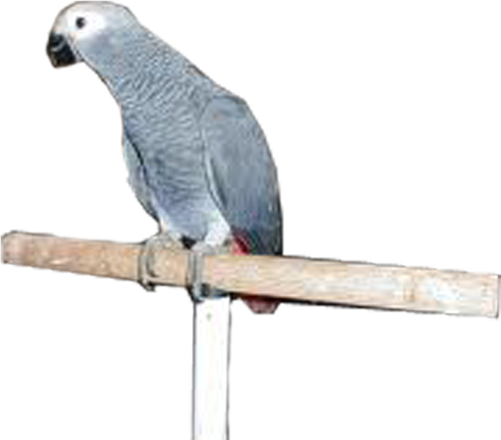 Download All Parrots Png Images And Transparent's To - African Grey (735x648), Png Download