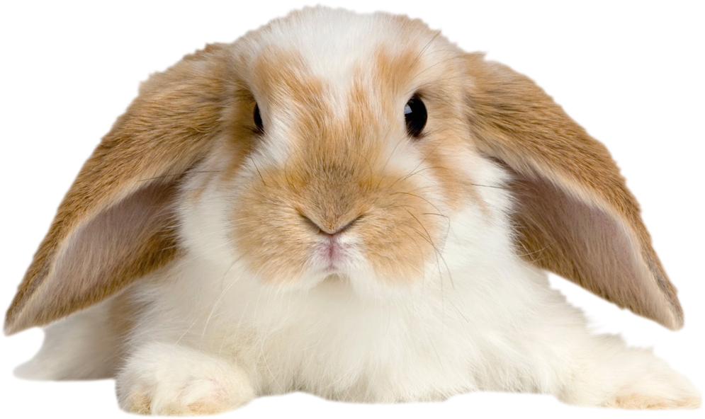 Transparent Picture Gallery Yopriceville - Bunny Transparent (1033x629), Png Download