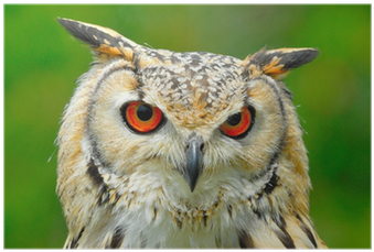 Eagle Owl Head From Face With Red Eyes Poster • Pixers® - Animali Parco Nazionale D Abruzzo (400x400), Png Download