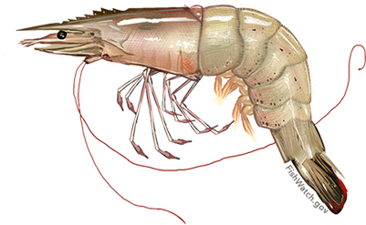 White Shrimp - Shrimp Png (640x427), Png Download