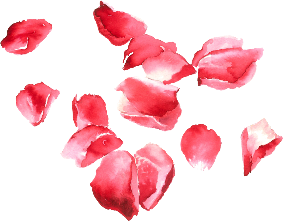 Transparent Rose Petals Png (1024x816), Png Download