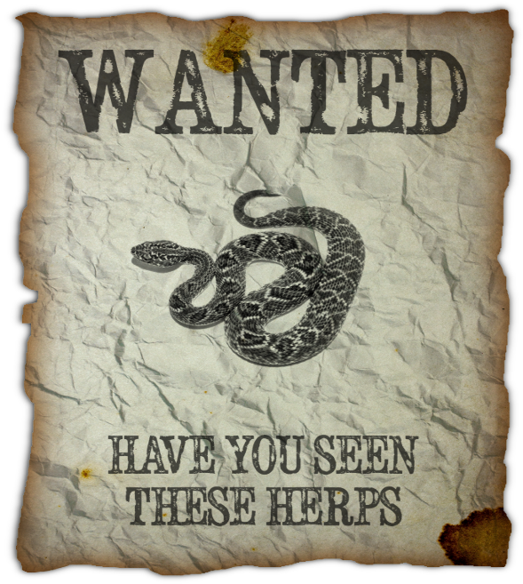 Have You Seen These Herps - Poster (600x664), Png Download