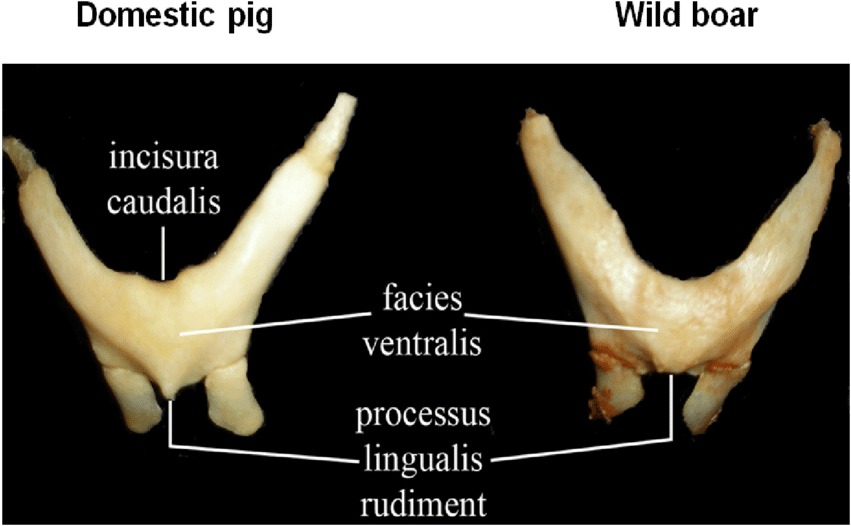 Ventral Surface Of Basihyoid In Domestic Pig And Wild - Wild Boar (850x543), Png Download