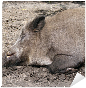 Wild Boar (400x400), Png Download