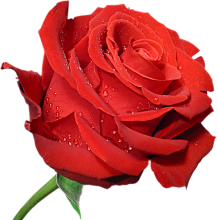 Single Red Rose Png Clipart Image - Rose Clipart (428x434), Png Download