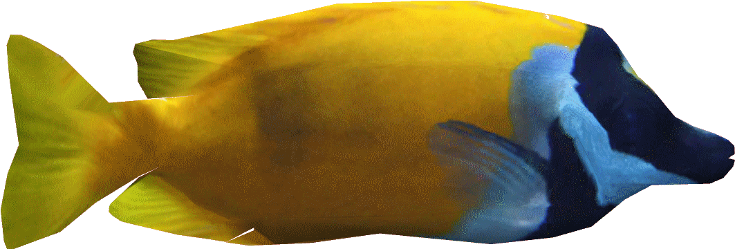 Foxfacerabbitfishdd - Foxface Rabbitfish (1091x1091), Png Download