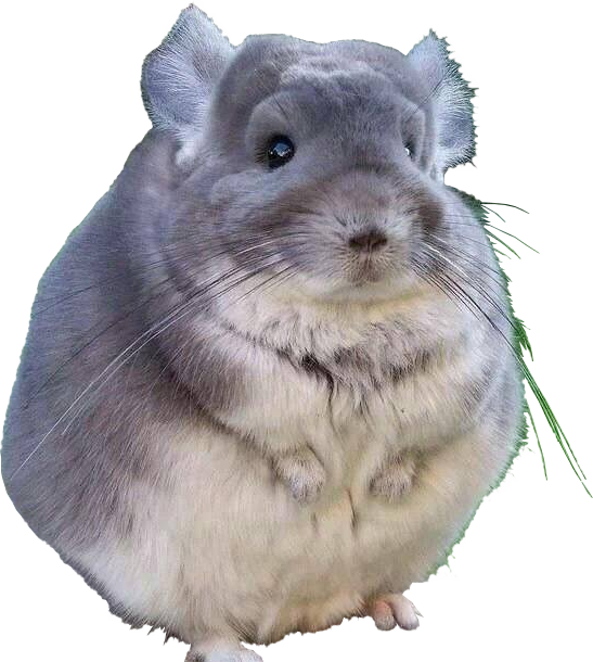 Fat Chinchilla (547x610), Png Download