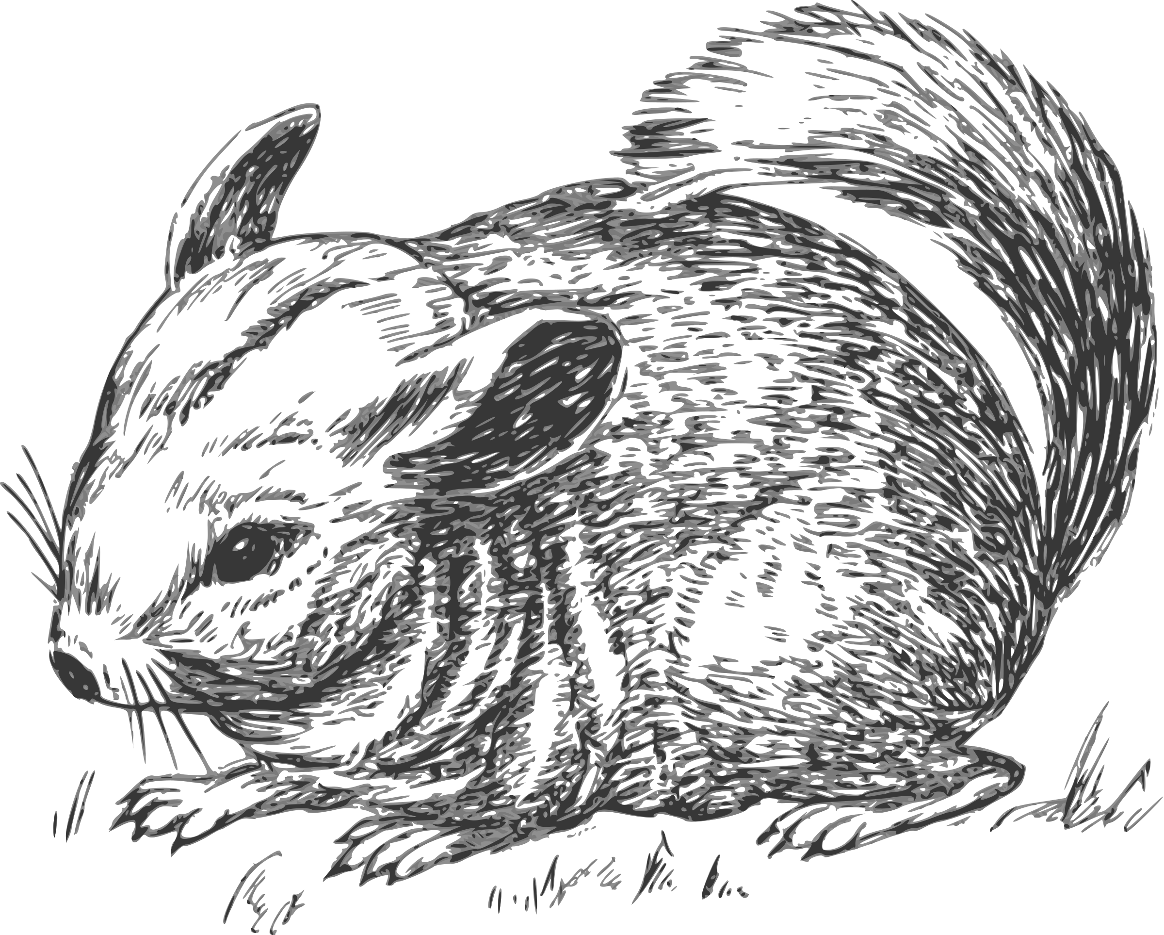 This Free Icons Png Design Of Grayscale Chinchilla (2400x1927), Png Download