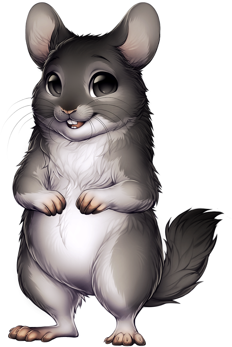 Chinchilla Png (798x1200), Png Download
