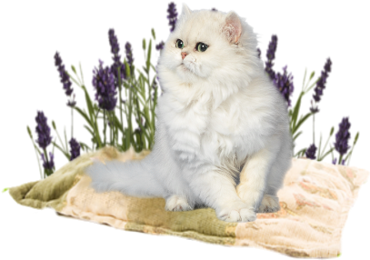 Chinchilla Persian - British Longhair (430x360), Png Download