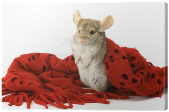 Tapety Na Laptopa Szynszyl (400x400), Png Download