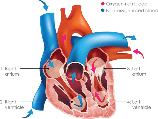 Living With Heart Failure - Atrium And Ventricles (600x453), Png Download