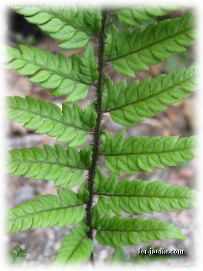 2010 02 04 - Ostrich Fern (400x533), Png Download