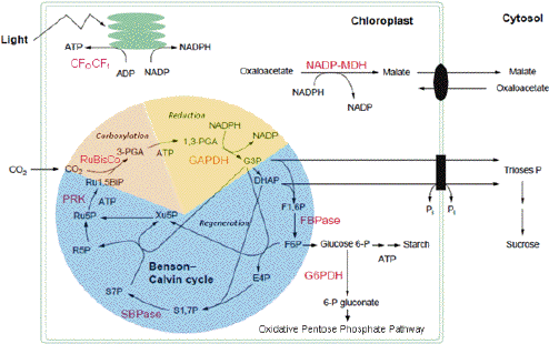 Figure - Calvin Benson Cycle Enzymes (513x335), Png Download