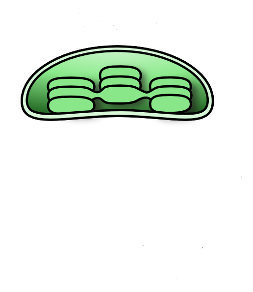 Small - Chloroplast Diagram Unlabeled (516x596), Png Download