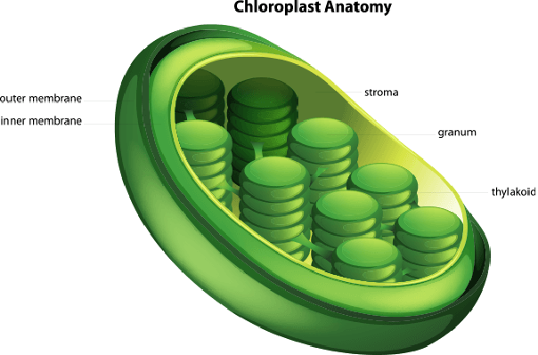 Chloroplast Plant Cell Only (604x399), Png Download