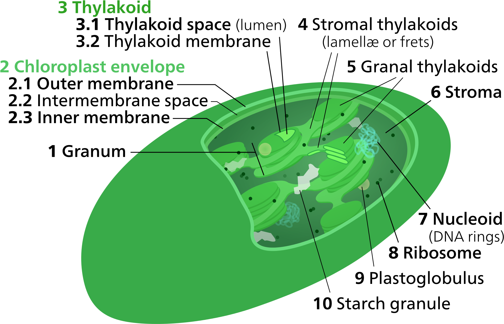 Open - Chloroplast Stroma (2000x1333), Png Download