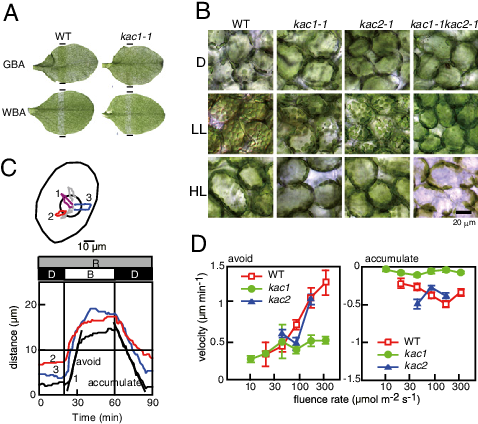 Kac Mutants Are Deficient In Chloroplast Photorelocation - Nasdaq:wba (479x437), Png Download