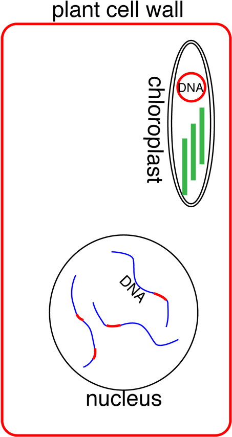Essay For July - Diagram (460x884), Png Download