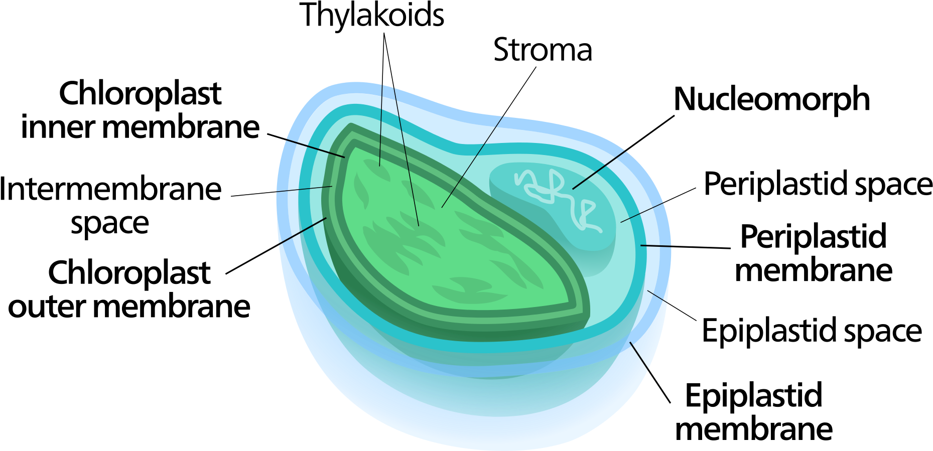 Open - 4 Membrane Chloroplast (2000x979), Png Download