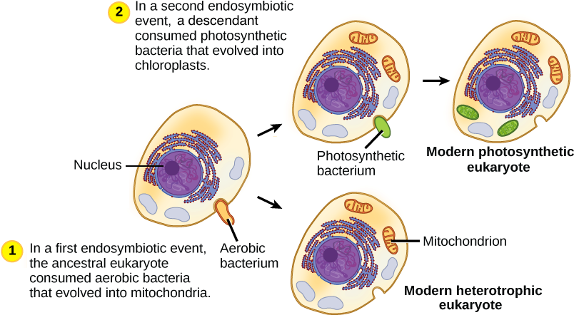 Did Mitochondria Come Before Chloroplasts (815x465), Png Download