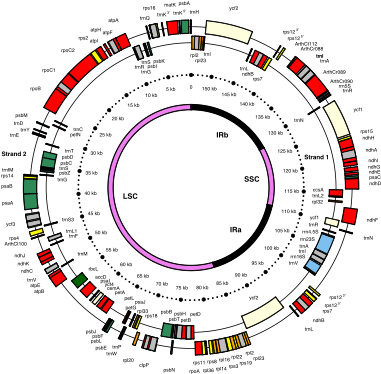 The 154 Kb Chloroplast Dna Map Of A Model Flowering - Wikipedia (400x393), Png Download