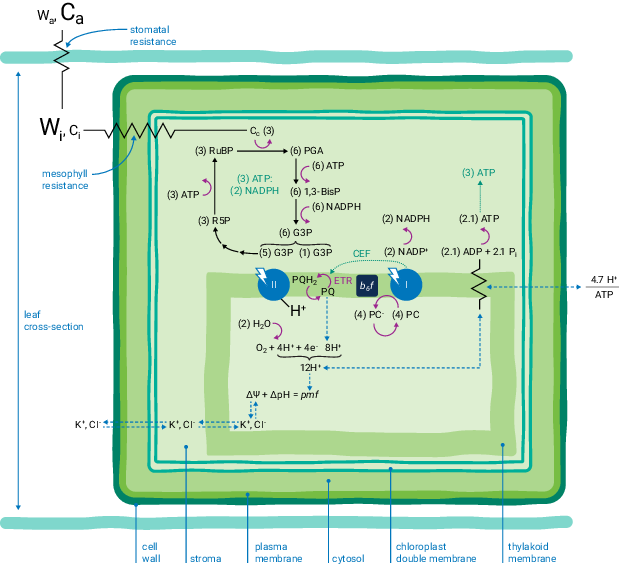Cross Section Of A Simplified Leaf Composed Of A Single - Npq Qe Lumen Stroma Npq Gradient H+ (619x565), Png Download
