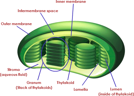 Image Showing Structure Of Chloroplast - Chloroplast Clipart (433x310), Png Download