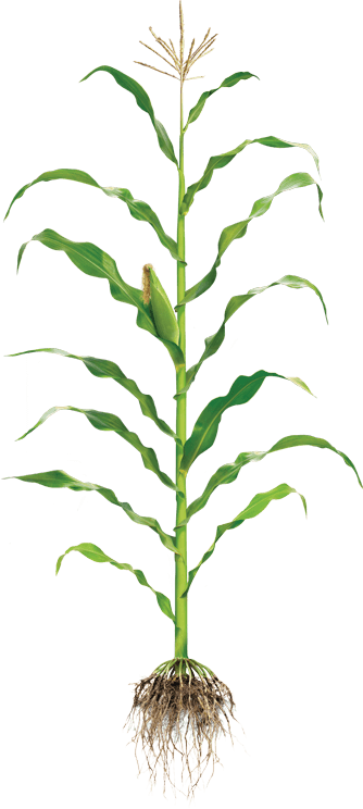 Corn - Maize (334x744), Png Download